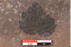 Foto (Detailansicht) von Rhytisma planerae Ettingshausen (NHMW-GEO-2024-0188-0075)